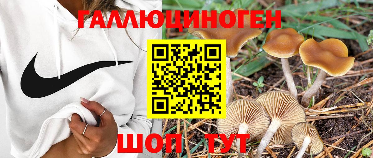 Галлюциногенные грибы прущие грибы Курчалой
